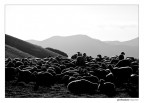 Tramonto con pecore Tramonto con pecore