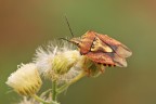 Cimice di tarda estate