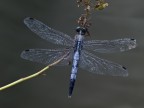 orthetrum albistylum (Selys,1848) orthetrum albistylum (Selys,1848)