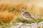 Piviere tortolino (Charadrius morinellus) Piviere tortolino (Charadrius morinellus)