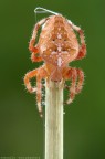 Araneus diadematus (Araneidae) Araneus diadematus (Araneidae)