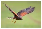In volo In volo