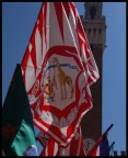 l'anno della giraffa (calendario senese) l'anno della giraffa (calendario senese)