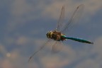 libellula.....al volo libellula.....al volo