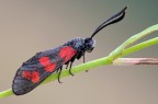 Il dubbio della Zygaena... Il dubbio della Zygaena...