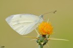 Pieris brassicae. Pieris brassicae.