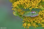 Nezara viridula Nezara viridula
