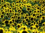 girasoli girasoli