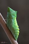 Pupa f/20 Pupa f/20