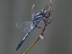 orthetrum-albistylum--(Selys,1848)male