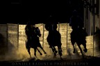 ..palio... ..palio...