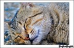 gatto gatto