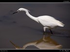 Camargue # 17 Camargue # 17