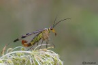Mosca scorpione Mosca scorpione