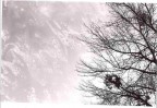 L_albero spugna L_albero spugna