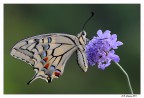 Papilio Machaon Papilio Machaon
