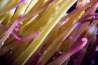 Anemonia viridis Anemonia viridis