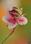 Gaura sp.(Onagraceae)