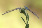 F16
1/13
ISO 100

Coppia di Platycnenididae, platycnenis pennipes,  maschio azzurro.
[url=http://i1128.photobucket.com/albums/m500/hawkeye691/_MG_7635-1800-per-il-web.jpg][b]Clicca qui per la versione ad alta risoluzione![/b][/url]