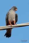 Falco cuculo Falco cuculo