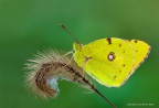 Colias croceus (Pieridae) Colias croceus (Pieridae)