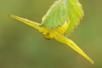 Ragnetto giallo Ragnetto giallo