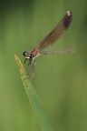 Calopteryx - 4 Calopteryx - 4