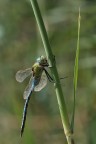 anax imperator 1 anax imperator 1