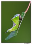Cerura vinula Cerura vinula