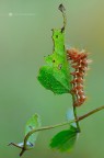 Acronicta rumicis Acronicta rumicis