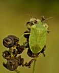 Nezara viridula (adulta )  ed un saluto.....