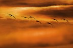 Flamingo's-Sunset Flamingo's-Sunset
