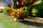 esplosione di fiori esplosione di fiori