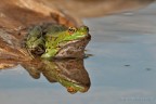 La rana verde italiana, Pelophylax kl. hispanicus La rana verde italiana, Pelophylax kl. hispanicus