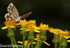 Volo via Volo via