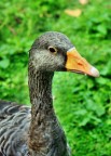 Quack Quack