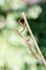 Mantide religiosa Mantide religiosa