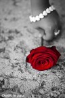 Rosa di cuori Rosa di cuori