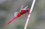 Crocothemis erythraea (anziana)