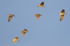 Nitticore (Nycticorax nycticorax) Nitticore (Nycticorax nycticorax)