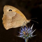 Olympus E-520
Sigma 150 Macro
F 14
1/160 sec.
ISO 200
Mano libera
Flash pop up