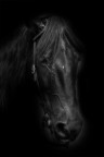 horse horse