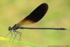 Calopteryx haemorrhoidalis