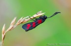 Zygaena