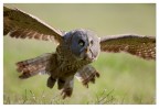 Volo Volo
