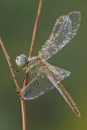 F16, 1/4, ISO 100

-Sympetrum fonscolombii-

Titolo molto fantasioso...... la libellula posata su questo ramoscello a V sembra voler controllare la situazione prima del volo.

[url=http://i1128.photobucket.com/albums/m500/hawkeye691/_MG_8098-1600-per-il-web.jpg][b]Clicca qui per la versione ad alta risoluzione![/b][/url]