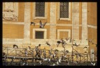 Piccioni Piccioni