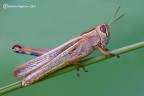 Cavalletta senza una zampa Cavalletta senza una zampa