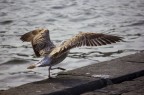 l'equilibrista l'equilibrista