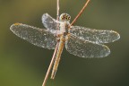 F16-1/4-ISO100

Sympetrum ripreso da un'altra angolazione, ho voluto riprendere la parte dietro della testa secondo me molto interessante per colori e disegno.
Mi sarebbe piaciuto un taglio verticale ma mi sarei dovuto allentare di molto dal soggetto.

[url=http://i1128.photobucket.com/albums/m500/hawkeye691/_MG_8096-1600-per-il-web.jpg][b]Clicca qui per la versione ad alta risoluzione![/b][/url]